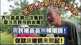 大陸爸爸第一次看到台灣農民種的水果笑的上氣不接下氣！還被無情嘲讽！你該被抓來關起！