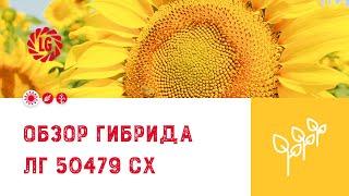 Обзор гибрида ЛГ 50479 СХ / Гибрид подсолнечника