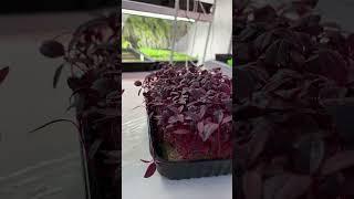 Амарант - какой выбрать? #микрозелень  #зелень #microgreens #минифермер #семена