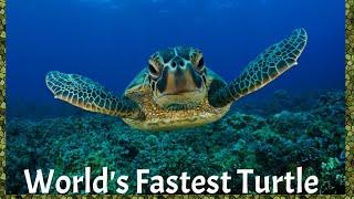 World's Fastest Turtle|| Random Stuff