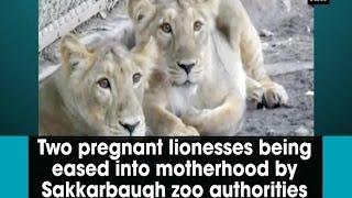 Two pregnant lionesses being eased into motherhood by Sakkarbaugh zoo authorities - Gujarat News