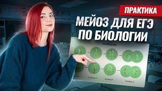 Мейоз для ЕГЭ + практика