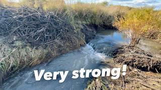 Beaver Dam Removal || Not as Expected!