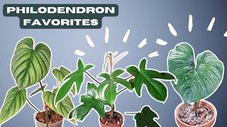 some of my favorite philodendrons and COOL things about them