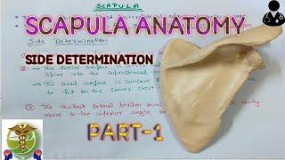 scapula anatomy l Side determination l PART-1