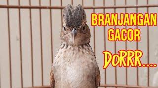 BRANJANGAN GACOR DOR UNTUK PANCINGAN BRANJANGAN PARVA AGAR BUNYI||DUNIA BURUNG INDO||270923