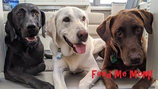 Fort Monroe, Virginia || Sailing with Labmaraner Dogs || Feed Me Mom!