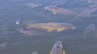 Hundreds of Carp died in Hartbeespoort Dam due to Hyacinth invasion