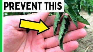 Tomato Leaf Curl - Causes and Solutions - Geeky Greenhouse