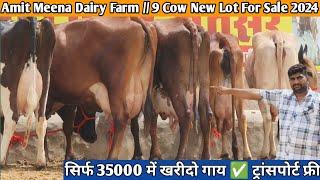 32 Letter Milk  35000 में खरीदो गाय  ट्रांसपोर्ट फ्री  Top 9 Sahiwal Rathi Jersey Cross Breed Cow