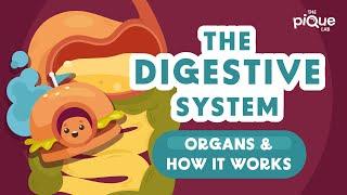 The Digestive System Organs And How It Works | Primary School Science Animation