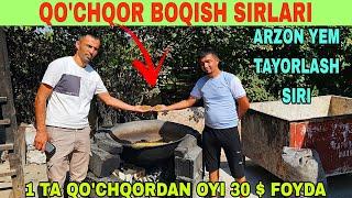 QO'CHQOR BOQISH SIRLARI 1 TA QO'CHQORDAN QANCHA FOYDA OYIGA