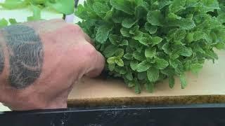 Aquaponic am Koiteich satt 2019