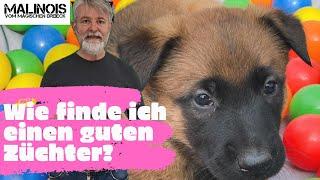 Wie finde ich einen guten Hundezüchter?