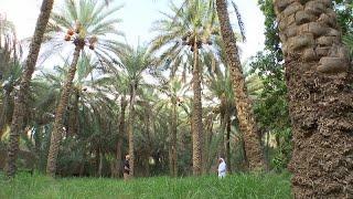 Al Ain Oasis: A monument to the UAE’s building & construction past