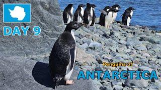 Crossing the Antarctic Circle  Day 9 | Penguins of ANTARCTICA