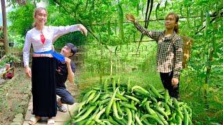 Harvest melons in the garden and sell them at the market | Trong brought gifts home to visit Ton