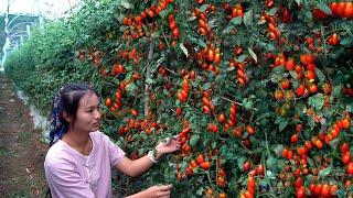 Harvesting Cherry Tomatoes! Is it fruit or vegetable?