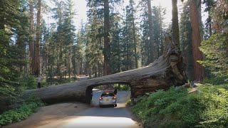 Sequoia National Park: Tunnel Log