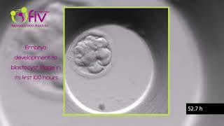 TimeLapse | Embryo development (ENG) first 100 hours