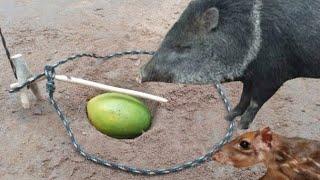 Armadilha de sobrevivência na selva para pegar animais javali cateto paca capivara.