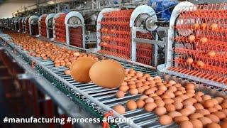 Modern Automatic Egg Farming Harvest Technology. How its Made eggs Chicken Efficiency #manufacturing