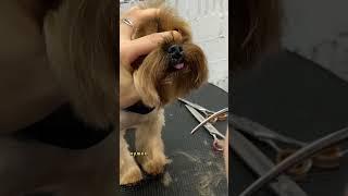 Как подстричь голову Йорку. Было полезно?  #pet #стрижкаголовы #йорк #fyp #viral #dog #shorts