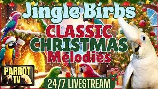 Jingle Birbs: Cozy Christmas Classics & Nature Sounds for Birds | Parrot Town TV Holiday Vibes 