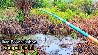 Parit Rawa Yang Tertutup Rumput Kering Ikannya Babon Semua || Mancing Liar