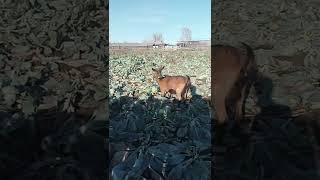 Grazing, we found a yummy :)