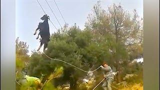 Ozzy Man Reviews: Goat on a Power Line