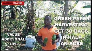 FINALLY !!!! ITS HARVESTING TIME !!! TIPS FOR A BETTER GREEN PAPER CROP.