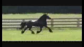 Xander 2007 Friesian Gelding