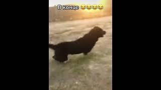 СОБАЧИЙ БОЙ в конце убила DOG FIGHT AT THE END KILLED