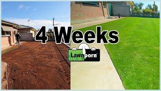 4 Week Plan for Your New Lawn in 3 minutes (Water/Fertiliser/Care)
