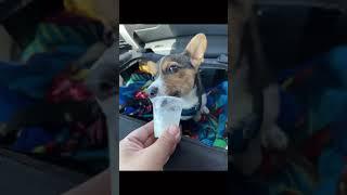 Coco the corgi’s first puppuccino #dog #corgi #puppuccino