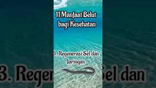 11 Manfaat Belut bagi Kesehatan #viral #fish