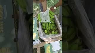 our Banana Opening in Iran See this Our Banana Quality.