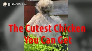 Tips and advice for keeping Silkie Chickens #backyardchickens #silkiechicken