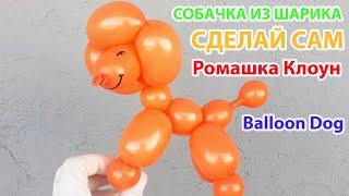 СОБАЧКА ИЗ ДЛИННОГО ШАРИКА как сделать Balloon Animal Dog TUTORIAL uno perrito con globos