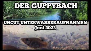 GEHEIMER GUPPYBACH Juni 2023 I UNTERWASSERAUFNAHMEN I UNCUT