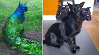 15 Abnormally Strange Cats That Actually Exist