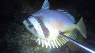 NIGH SPEARFISHING  CORTES S.D.S