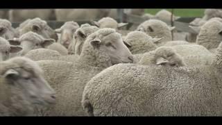 SIBI A commercial producer using proximity sensors can improve sheep genetics | DPIRD