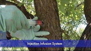 Injection Infusion Demonstration on an Avocado Tree