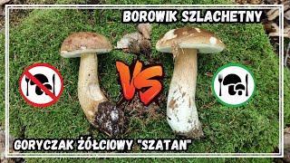 Jak odróżnić PRAWDZIWKA od "SZATANA" (potoczna nazwa) - Goryczak Żółciowy vs Szlachetny