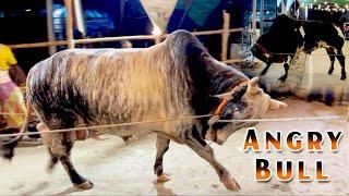 Non Stop Pagla Goru Paglami 2024 Sadeeq Agro | Pagla Gorur Paglami 2024 | Big Cow 2024 |