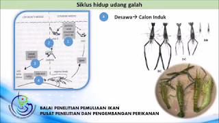 siklus hidup udang galah : life cycle of Macrobrachium rosenbergii