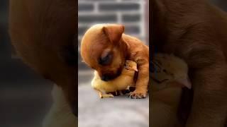 The love between puppies and chicks 