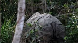 Close encounter with Rhino| Chitwan national park| @lozicshresthaphotography | Nepal wildlife tour